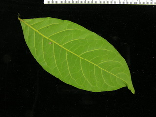Hirtella triandra, leaf bottom