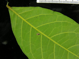 Hirtella triandra, leaf bottom stem