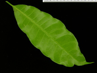 Pouteria reticulata, leaf bottom
