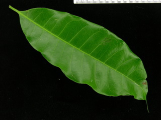 Pouteria reticulata, leaf top