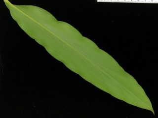 Renealmia alpinia, leaf bottom