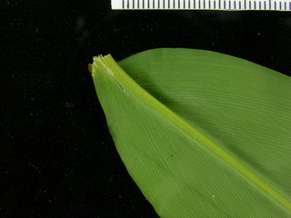 Renealmia alpinia, leaf bottom stem