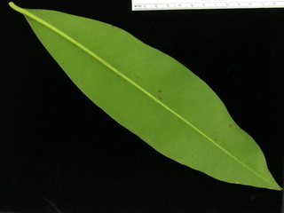 Stylogyne turbacensis, leaf bottom