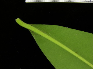 Stylogyne turbacensis, leaf bottom stem