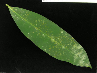 Stylogyne turbacensis, leaf top