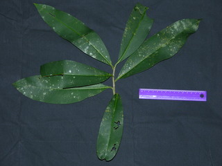 Stylogyne turbacensis, leaves