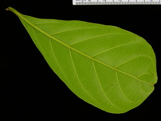 Terminalia amazonia, leaf bottom