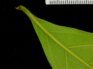 Terminalia amazonia, leaf bottom stem
