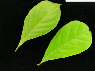 Terminalia amazonia, leaf top