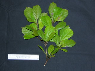 Terminalia amazonia, leaves