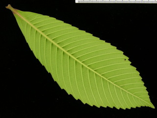 Tetracera portobellensis, leaf bottom