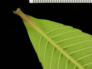 Tetracera portobellensis, leaf bottom stem