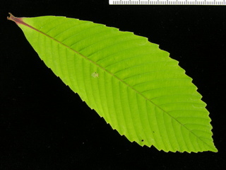 Tetracera portobellensis, leaf top
