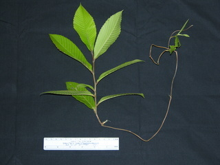 Tetracera portobellensis, leaves
