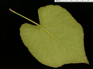 Vitis tiliifolia, leaf bottom