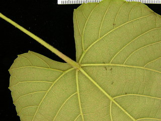 Vitis tiliifolia, leaf bottom stem