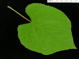 Vitis tiliifolia, leaf top
