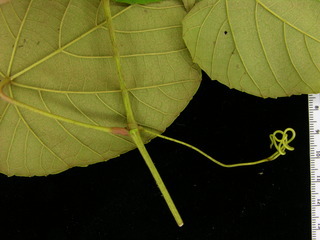 Vitis tiliifolia, node