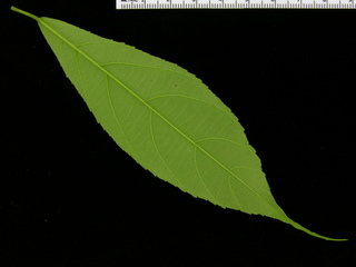 Acalypha diversifolia, leaf bottom