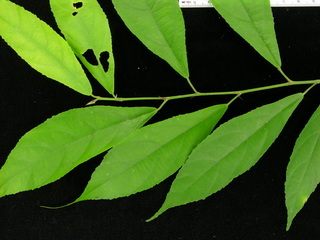 Acalypha diversifolia, leaves
