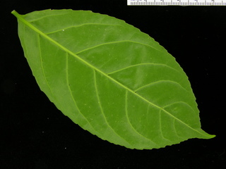 Casearia commersoniana, leaf bottom
