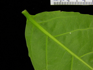 Casearia commersoniana, leaf bottom stem