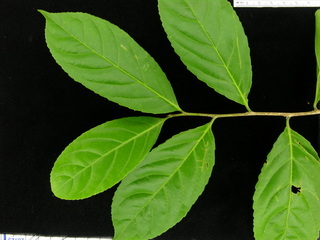 Casearia commersoniana, leaves