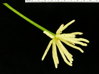 Cecropia peltata, flower cluster