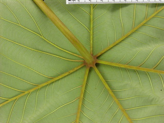 Cecropia peltata, leaf bottom stem