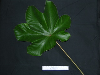 Cecropia peltata, leaf top