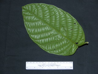 Coccoloba parimensis, leaf bottom
