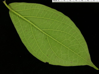 Piper colonense, leaf bottom