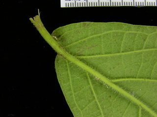 Piper colonense, leaf bottom stem