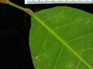 Protium tenuifolium, leaf bottom stem
