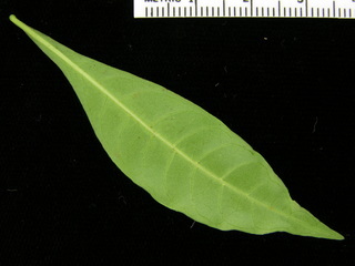 Psychotria graciliflora, leaf bottom