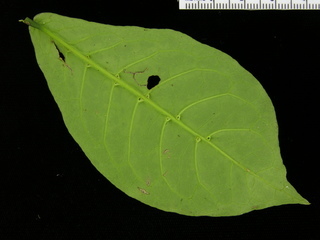 Psychotria horizontalis, leaf bottom