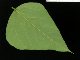 Rhynchosia pyramidalis, leaf bottom