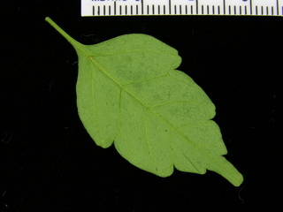 Serjania rhombea, leaf bottom