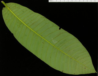 Virola surinamensis, leaf bottom