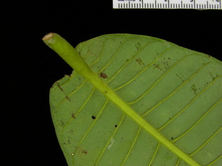 Virola surinamensis, leaf bottom stem