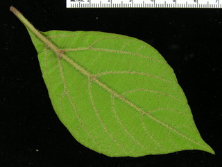 Cissus alata, leaf bottom