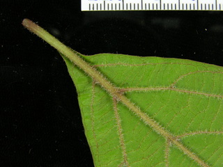 Cissus alata, leaf bottom stem
