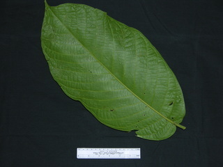 Coccoloba manzinillensis, leaf bottom