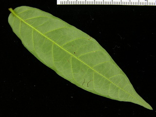 Forsteronia myriantha, leaf bottom