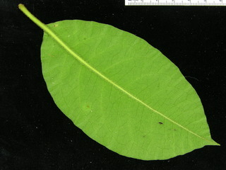 Guapira standleyana, leaf bottom