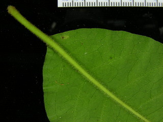 Guapira standleyana, leaf bottom stem