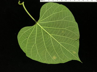 Ipomoea phillomega, leaf bottom