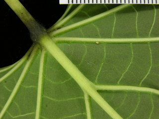 Ipomoea phillomega, leaf bottom stem