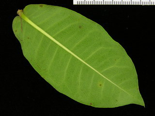 Ixora coccinea, leaf bottom