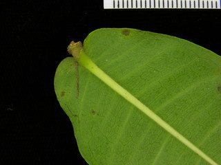 Ixora coccinea, leaf bottom stem